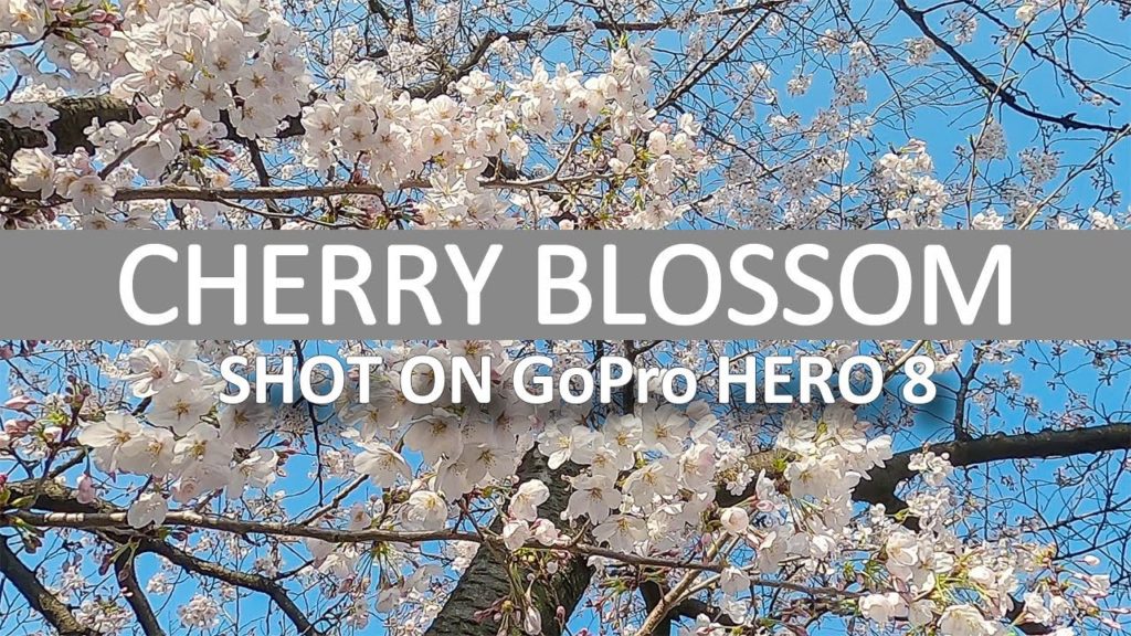 GoPro HERO 8 Black VLOG in Osaka, Japan / CHERRY BLOSSOM