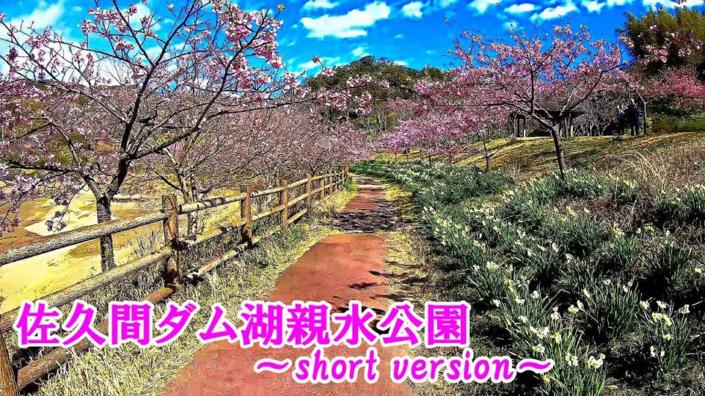 4K 60fps Japan|Kawazu Sakura in Kyonan Town in Chiba |Sakuma Dam Lake Water Park| 佐久間ダム湖親水公園 4K 60fps Japan|Kawazu Sakura in Kyonan Town in Chiba |Sakuma Dam Lake Water Park| 佐久間ダム湖親水公園
