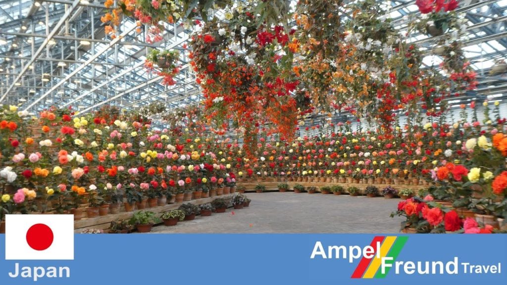 [2020] Begonia Garden in Nagashima Resort Nabana no Sato なばなの里 アンデスの花園 ベゴニアガーデン
