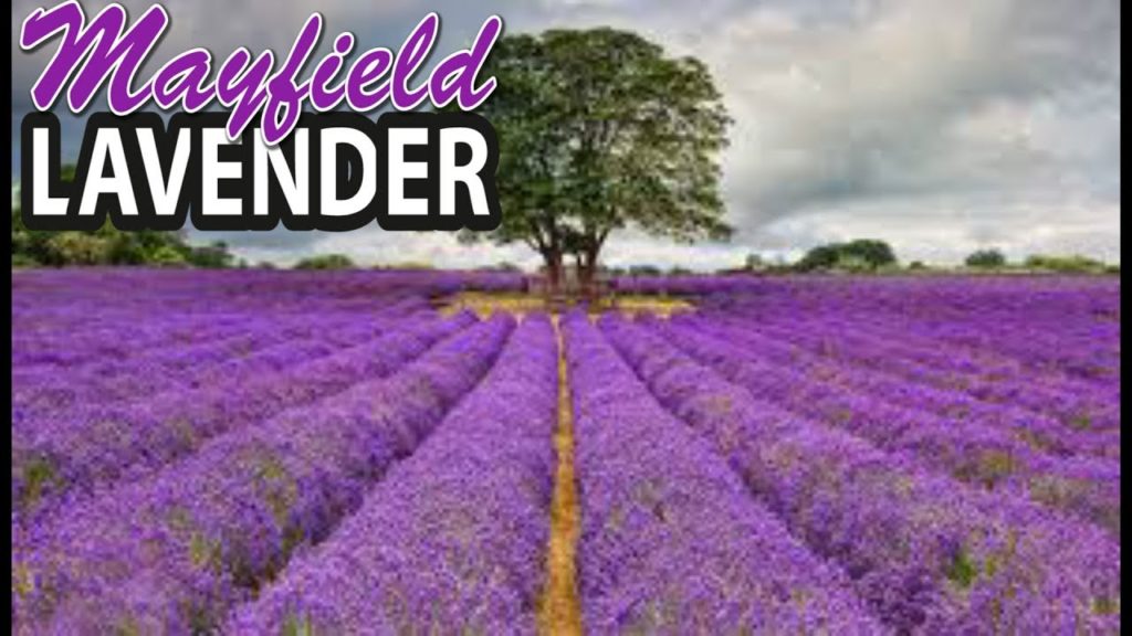 MAYFIELD LAVENDER - England (4K)