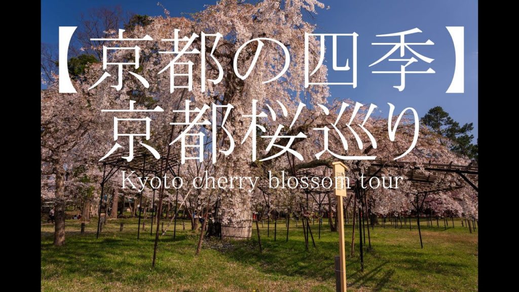 【京都の四季便り】京都桜巡り　Kyoto cherry blossom tour