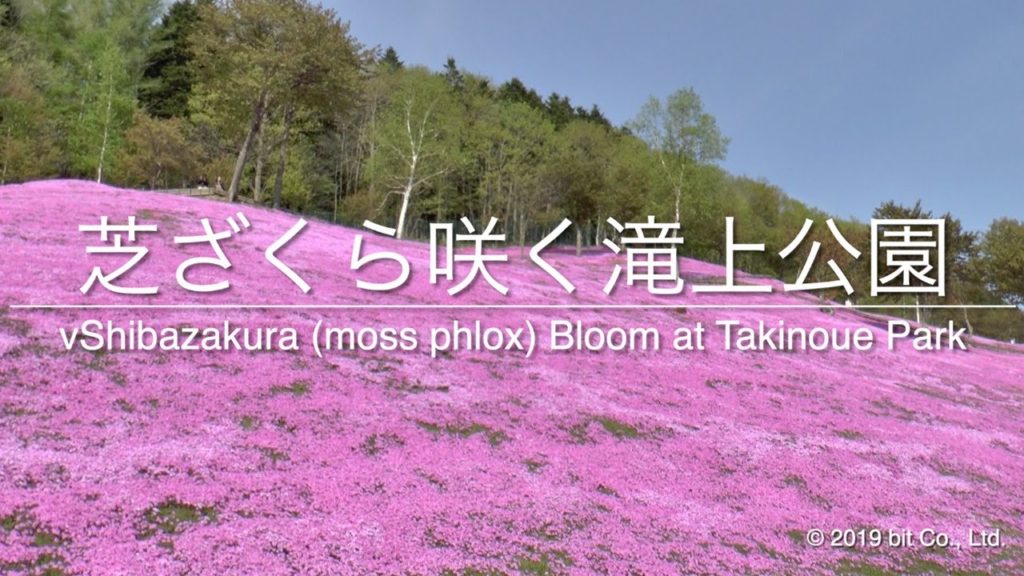 Shibazakura (moss phlox) Bloom at Takinoue Park