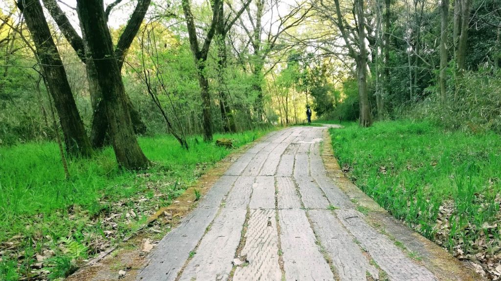 【4K】Virtual Forest Walk in Japan – Relaxing Nature Sounds #ASMR 【4K】Virtual Forest Walk in Japan - Relaxing Nature Sounds #ASMR