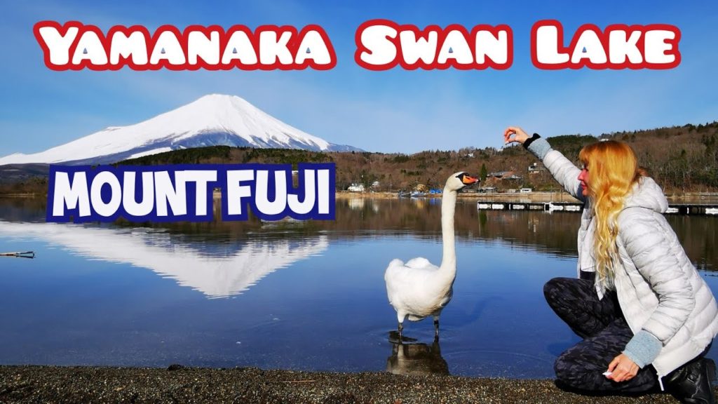 Adeyto + 🦢🗻Starved Swans STUNNING MOUNT FUJI mirror YAMANAKA LAKE 🚶Peaceful Japan 🎬 Huawei P30 PRO Adeyto + 🦢🗻Starved Swans STUNNING MOUNT FUJI mirror YAMANAKA LAKE 🚶Peaceful Japan 🎬 Huawei P30 PRO