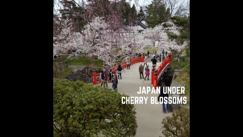 Japan Under Cherry Blossoms