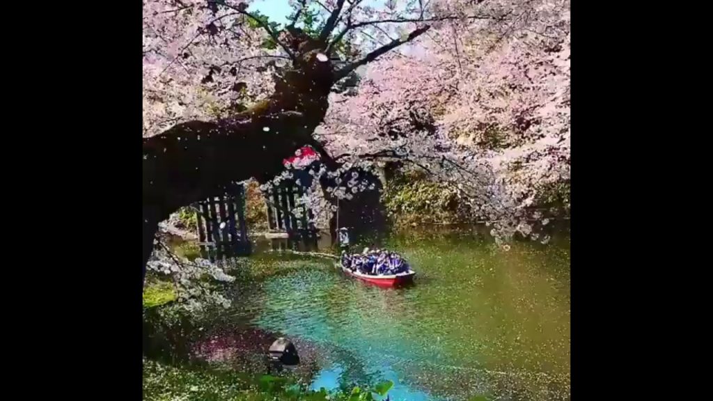 Hirosaki Park, Japan 🌍