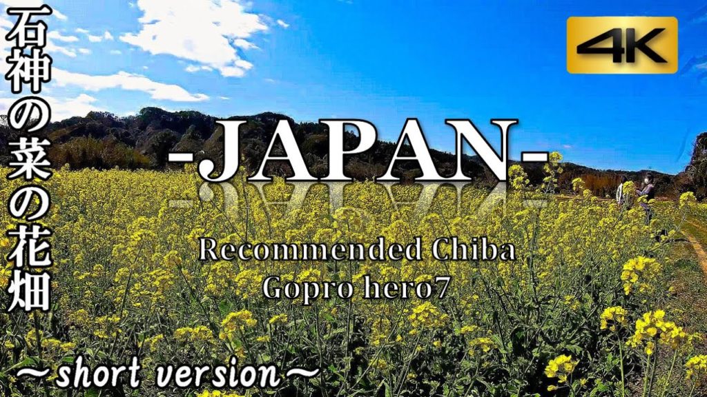 JAPAN TRAVEL VIDEO!| Amazing Rape Field in Ichihara City Chiba |石神の菜の花畑 2020|Near Tokyo|4K 60fps JAPAN TRAVEL VIDEO!| Amazing Rape Field in Ichihara City Chiba |石神の菜の花畑 2020|Near Tokyo|4K 60fps
