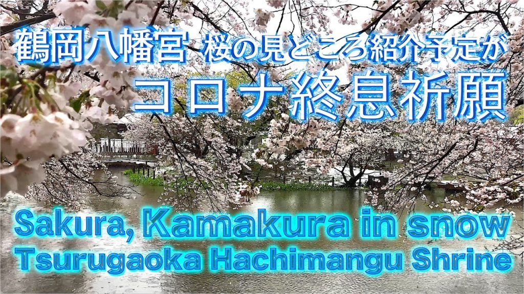 鶴岡八幡宮,桜の見どころ紹介予定がコロナ終息祈願！-雪降る鎌倉 Sakura at Tsurugaoka Hachimangu Shrine, Kamakura in snow #2