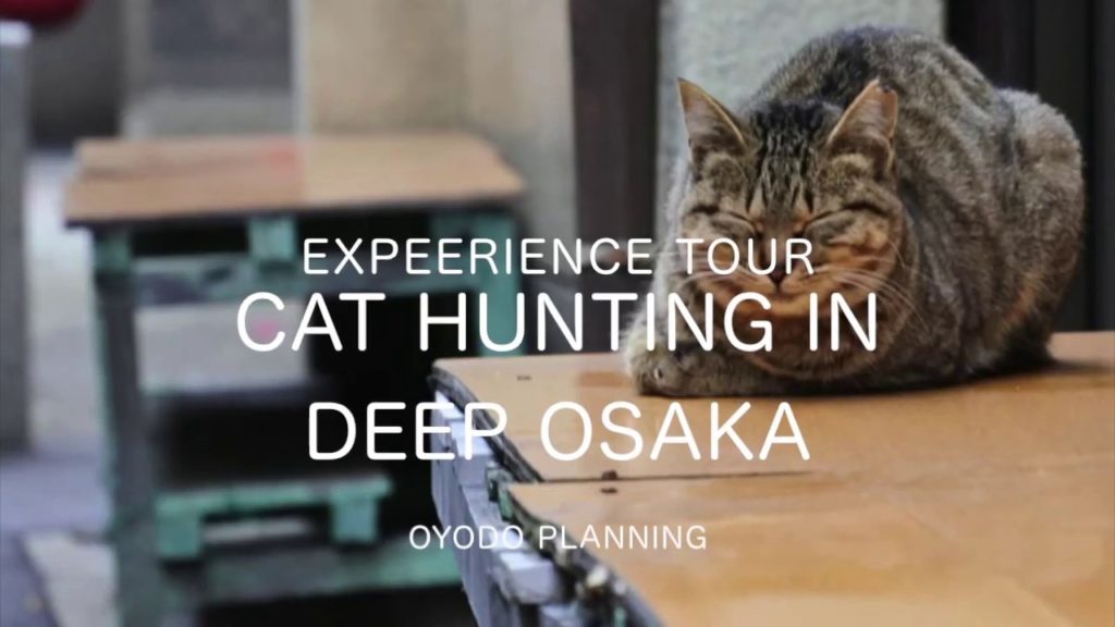 Cat Hunting in Deep Osaka