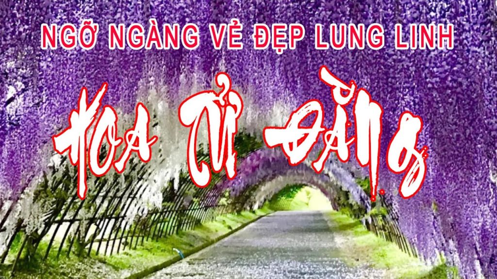 [Du Lich Nhật Bản] Ngỡ ngàng vẻ đẹp lung linh Hoa Tử Đằng | Chu Du Nhật Bản