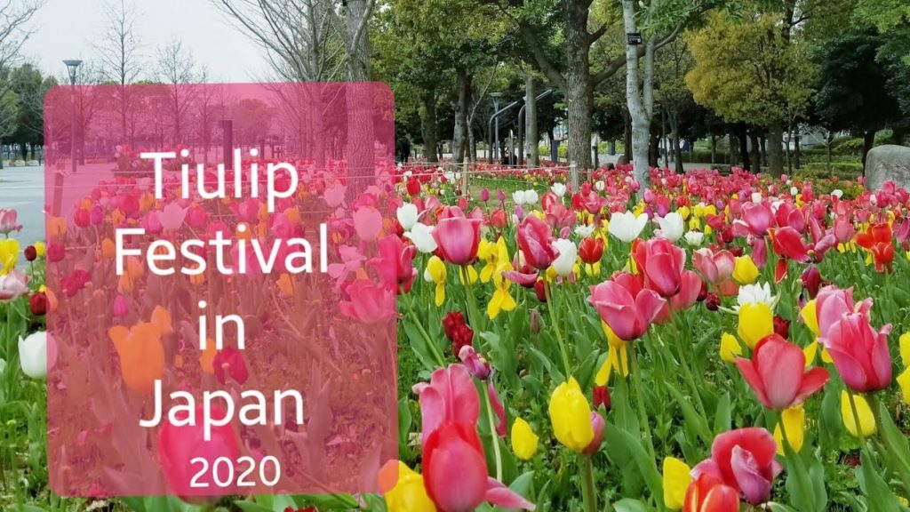 Tulip Festival in Japan 2020#Travel Tips in Japan#Spring Events in Japan