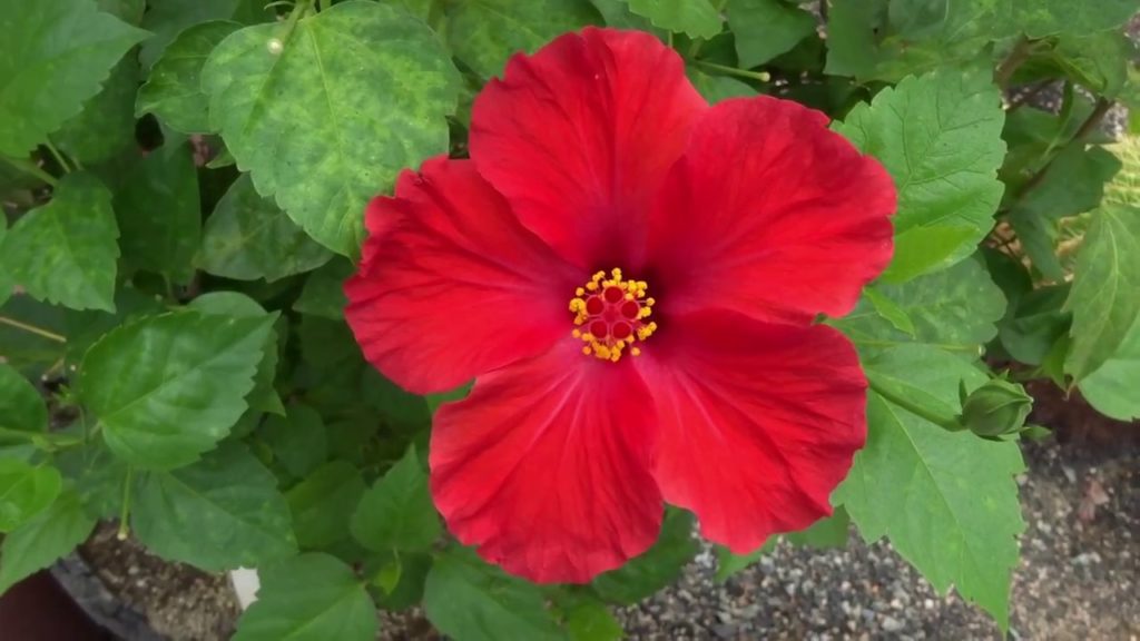 Handayama Botanical Gardens, Okayama