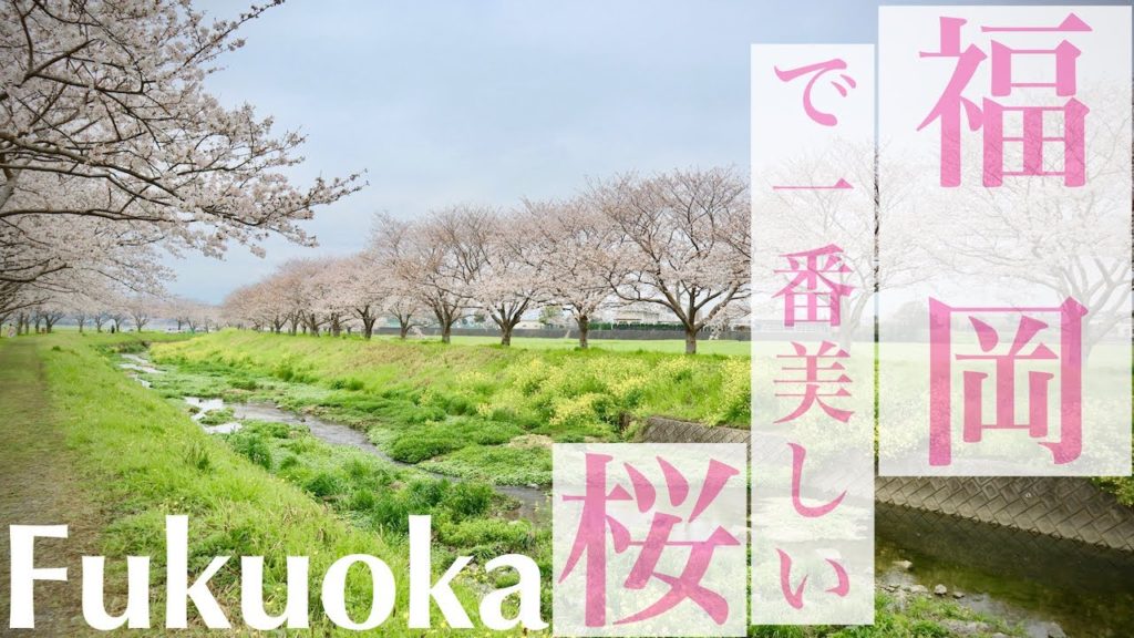 【福岡旅行】お花見 福岡で一番美しい桜。主婦旅-Japan trip-Fukuoka-sakura