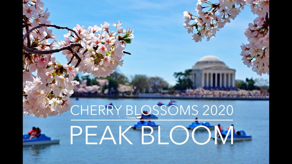 Cherry Blossoms Washington DC 2020 Peak Bloom: Drive-Thru Video