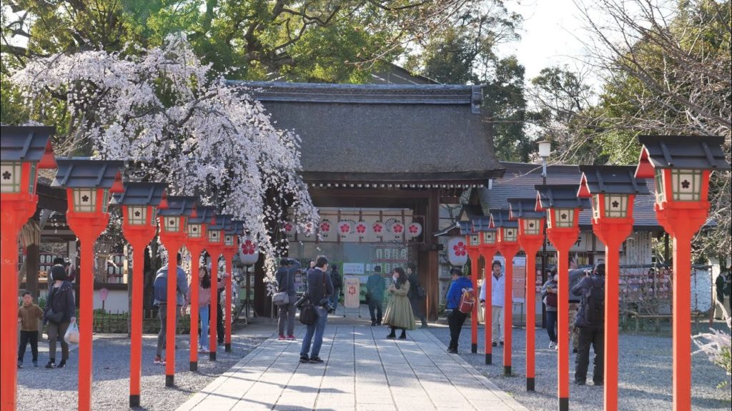 JG☆☆☆8K HDR Kyoto,Early Bloom Sakura,Hiranojinja(Cultural Property) 京都 早咲き桜 平野神社(重文)