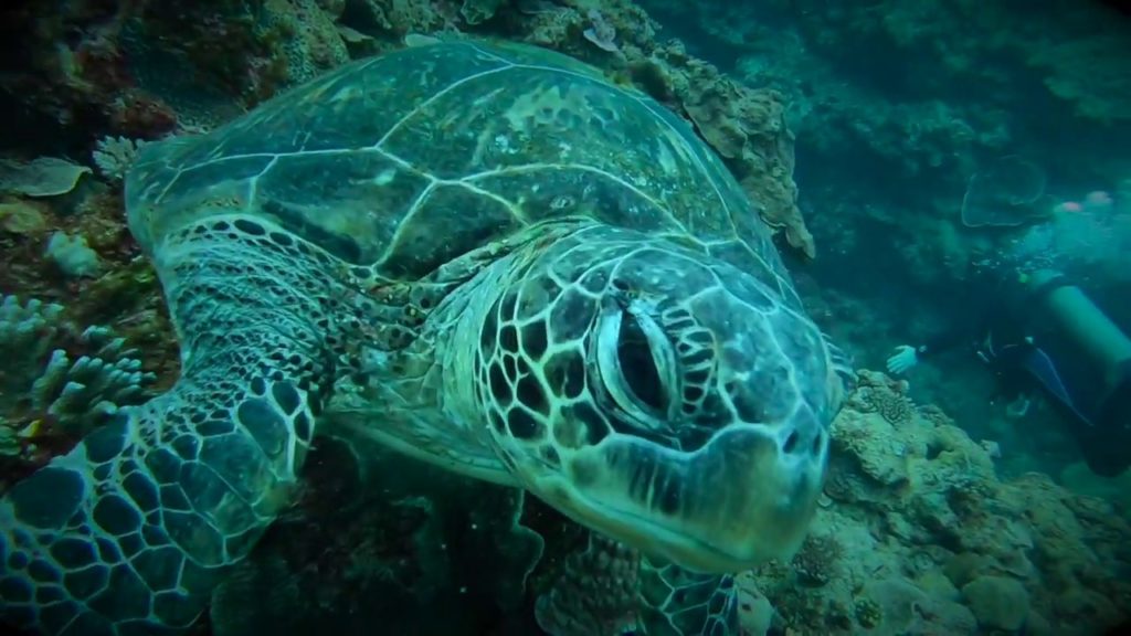 Diving The Mermaid’s Grotto