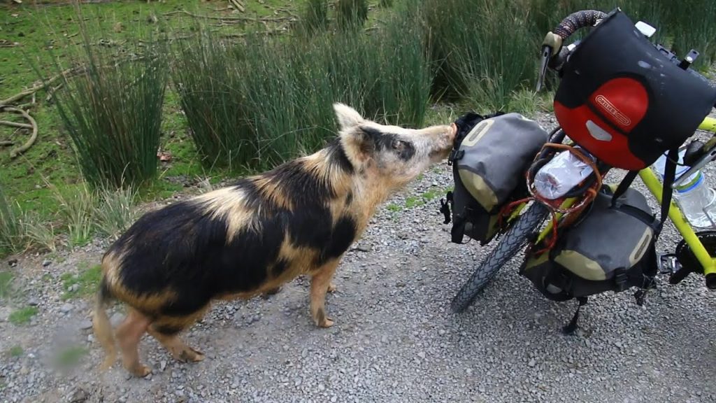 Just Arrived in NZ! Cycling and Camping! Let's explore 6th continent!