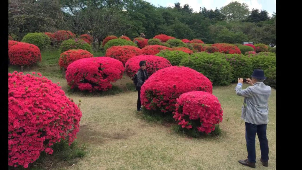 Azalea Hill at Shinjuku Gyoen National Park Tokyo