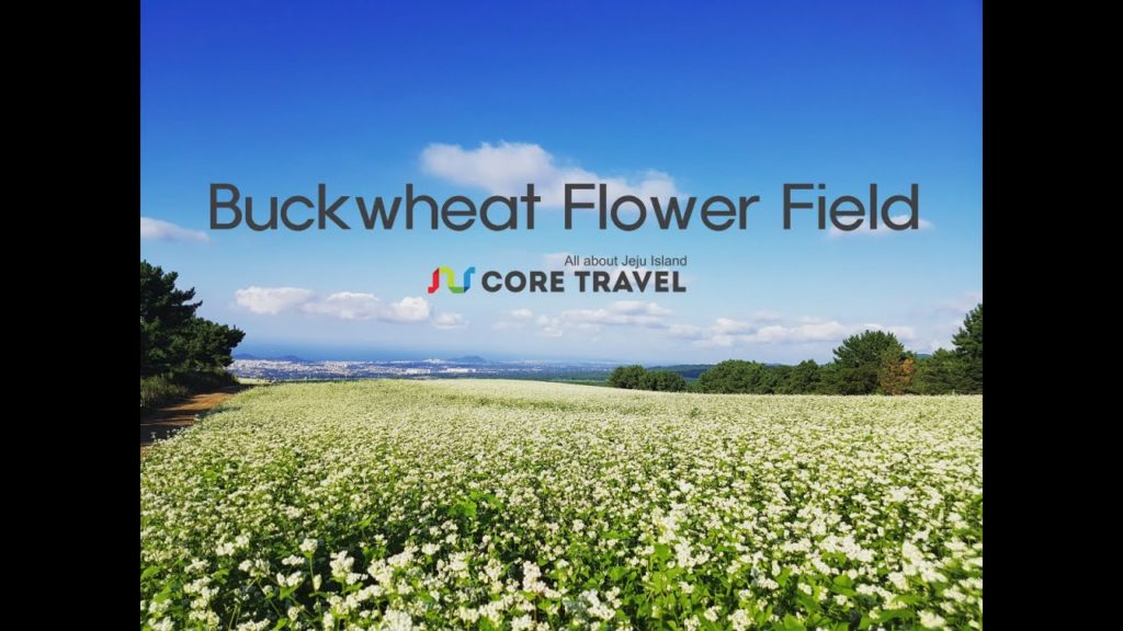 [Core Travel] Buckwheat flower field in Jeju island