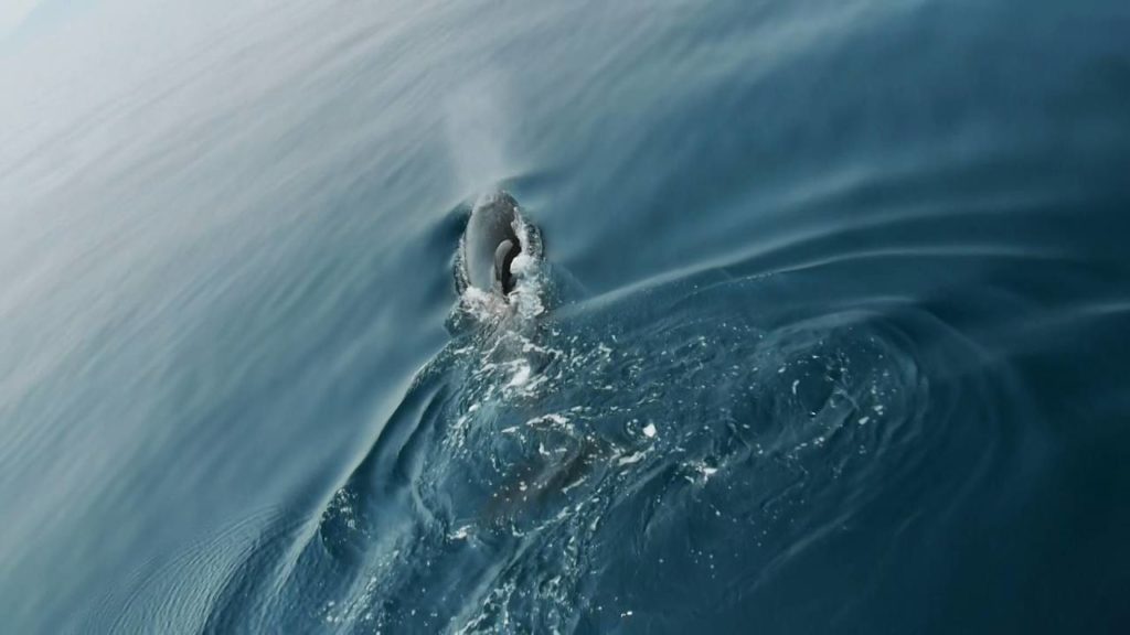 Killer whale in Rausu Hokkaido Janapn-2