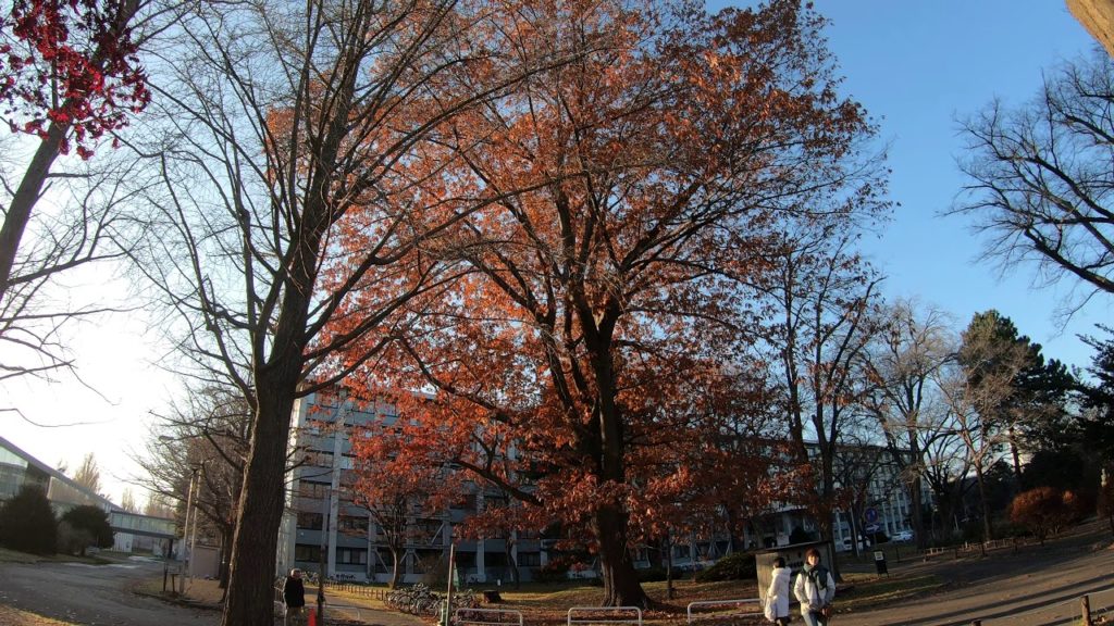 Hokkaido - Day 2-21 / 2019 Nov