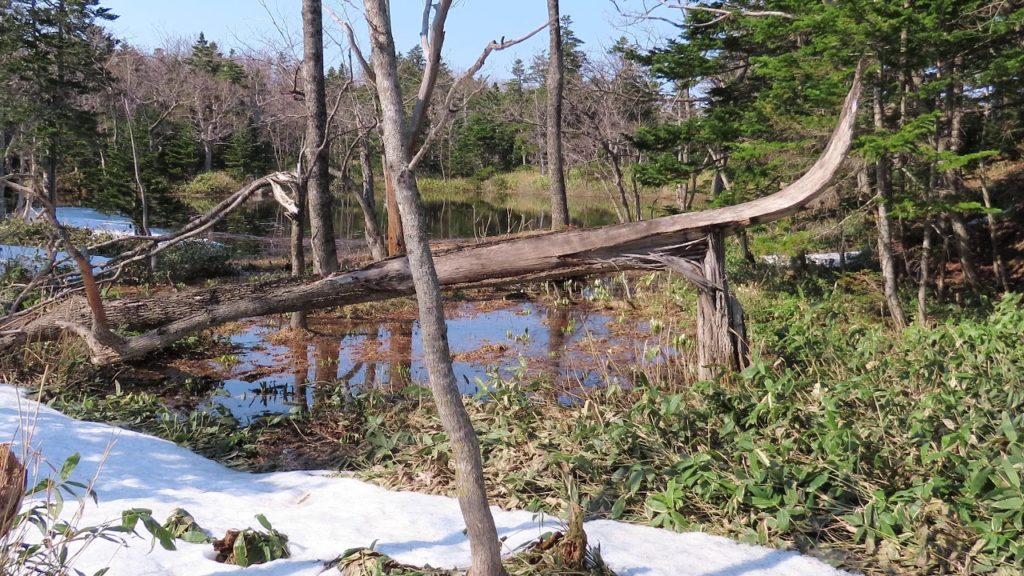北海道旅行、知床五湖を散策しました。湖から湖へ行く最中ですね。自然の音がして癒されます😊。至る所で雪が残りGWでも寒いです。2019年のGW／Stroll around Shiretoko Goko