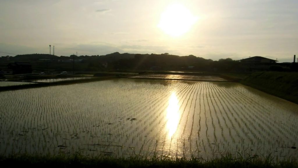 Some Quiet Moments in the Rice Fields of Japan