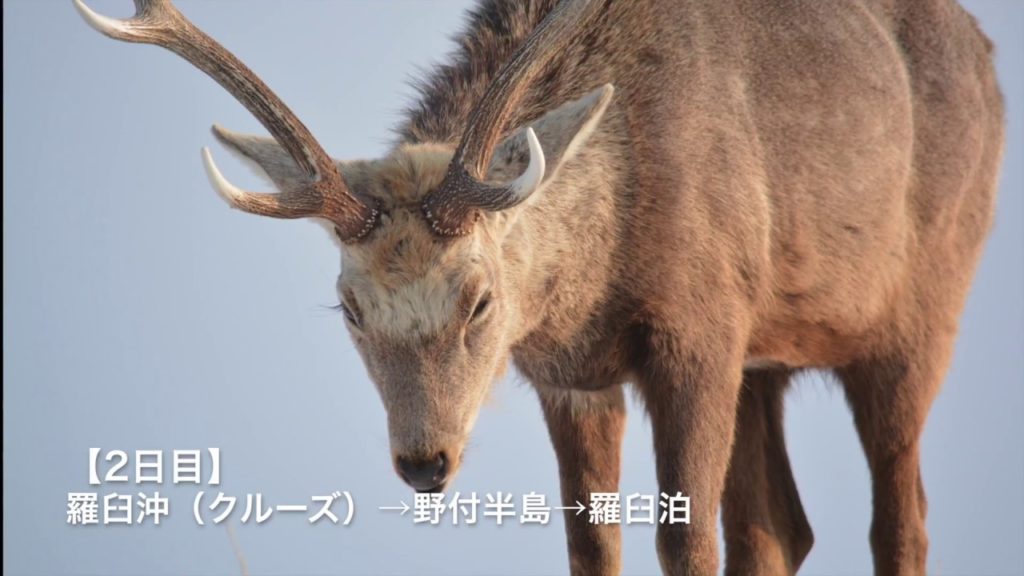 2017年3月5日冬の羅臼と道東 撮影ツアー(道新観光)(Shiretoko & eastern hokkaido photo tour)