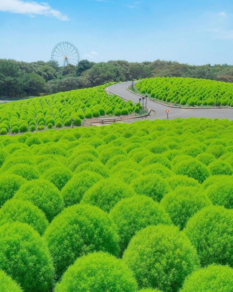 This field of green Kochia bushes turns fiery red in the fall, making the hills ...