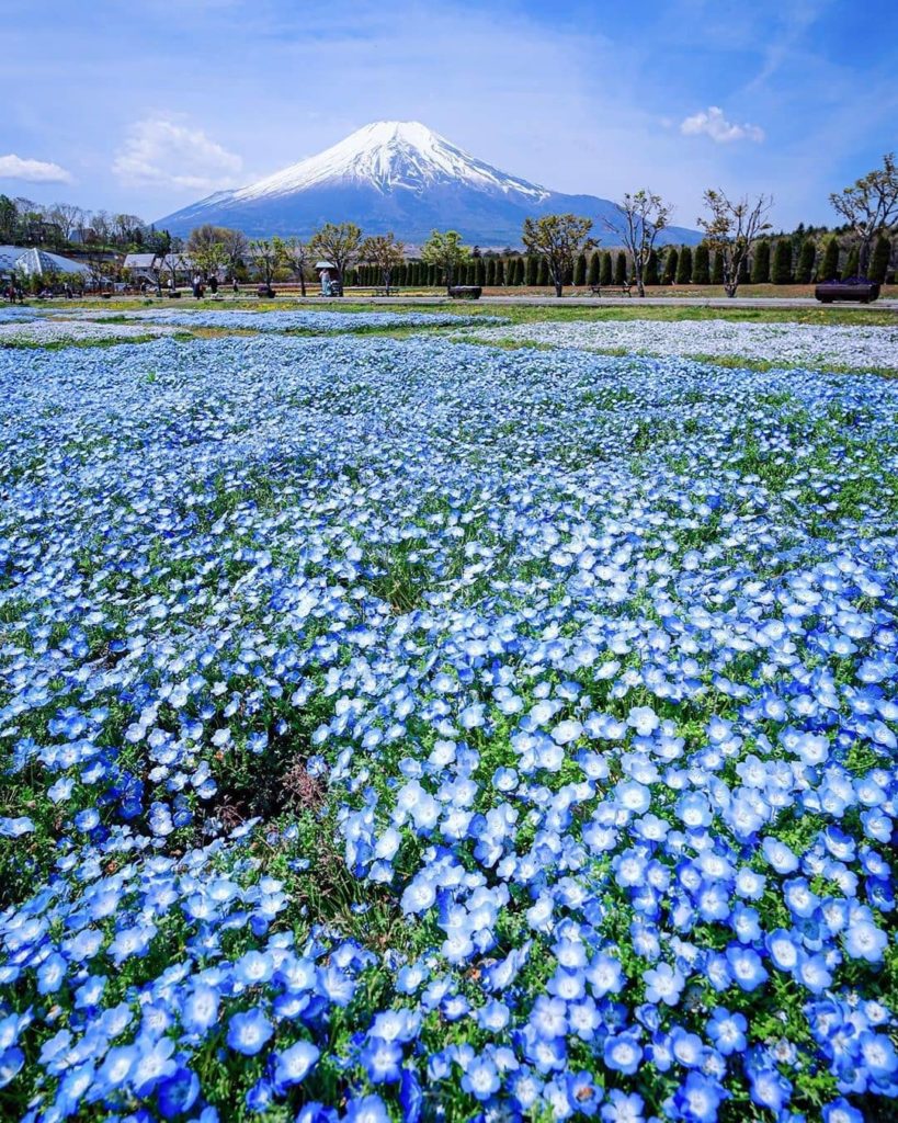 Visit Japan: What’s your favourite memory of Japan? Pictured is a springtime view of Mt. Fuji… What’s your favourite memory of Japan? Pictured is a springtime view of Mt. Fuji...
