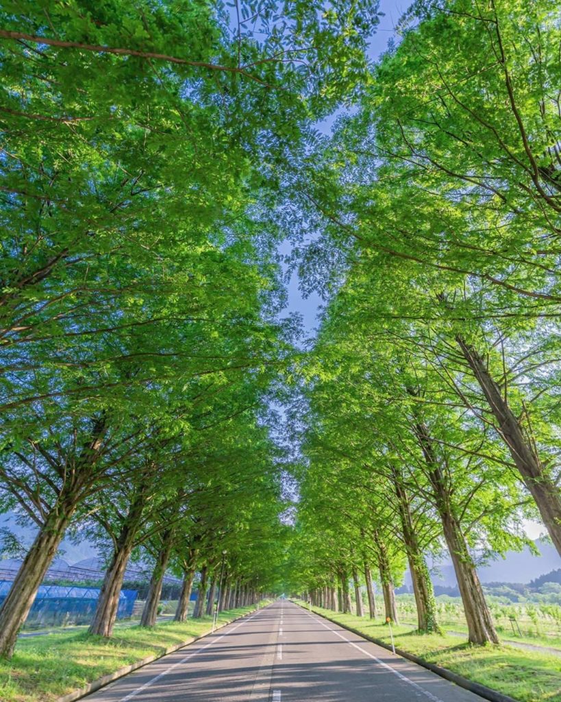 Visit Japan: This is the Champs Elysées of nature. An avenue of some 500 conifers known as da… This is the Champs Elysées of nature. An avenue of some 500 conifers known as da...