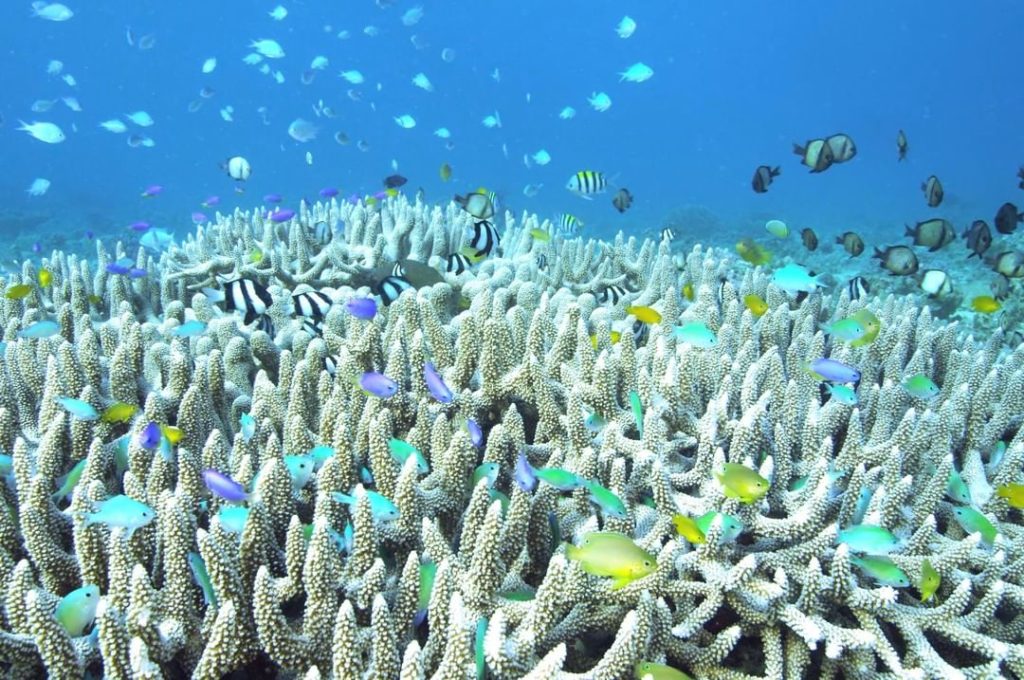 Looking for coral reefs, scuba diving and white sandy beaches? Japan has you cov...