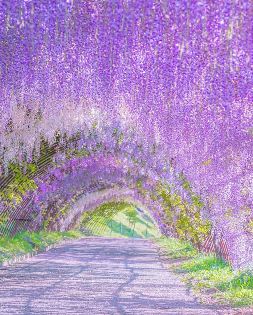 Visit Japan: Look at this dreamy tunnel of wisteria! Kawachi Wisteria Garden in Fukuoka Prefe… Look at this dreamy tunnel of wisteria! Kawachi Wisteria Garden in Fukuoka Prefe...