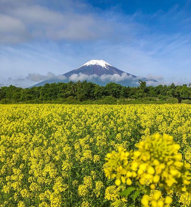 jaase flower fields