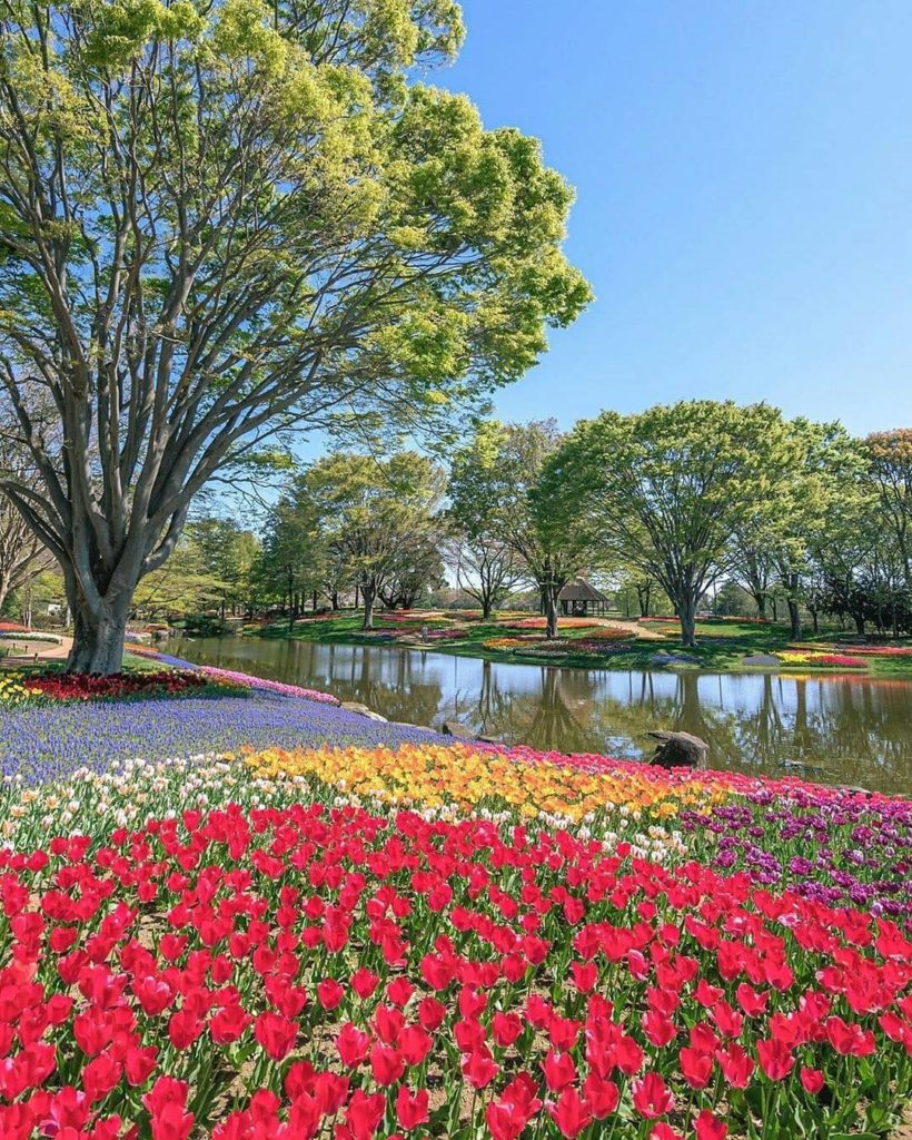 Visit Japan: When you picture Tokyo, you may think of tall skyscrapers, buzzing streets, and … When you picture Tokyo, you may think of tall skyscrapers, buzzing streets, and ...