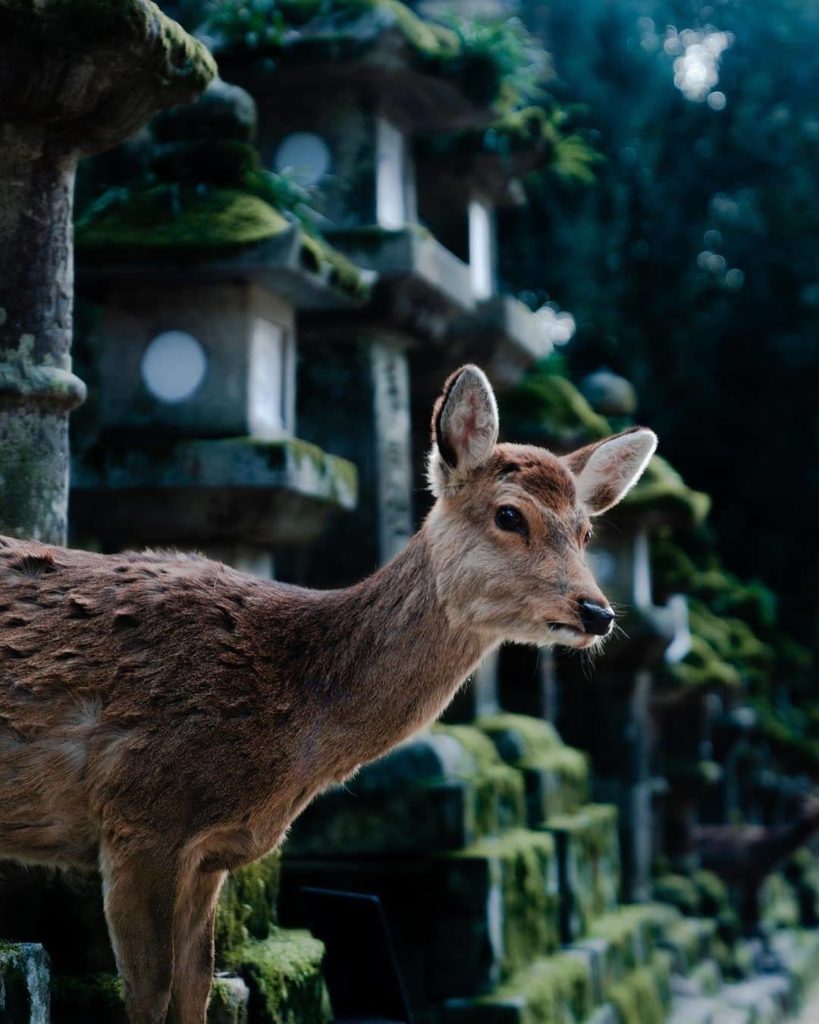 Say hello to this friendly deer from Nara Park!  Is visiting Nara on your Japan ...