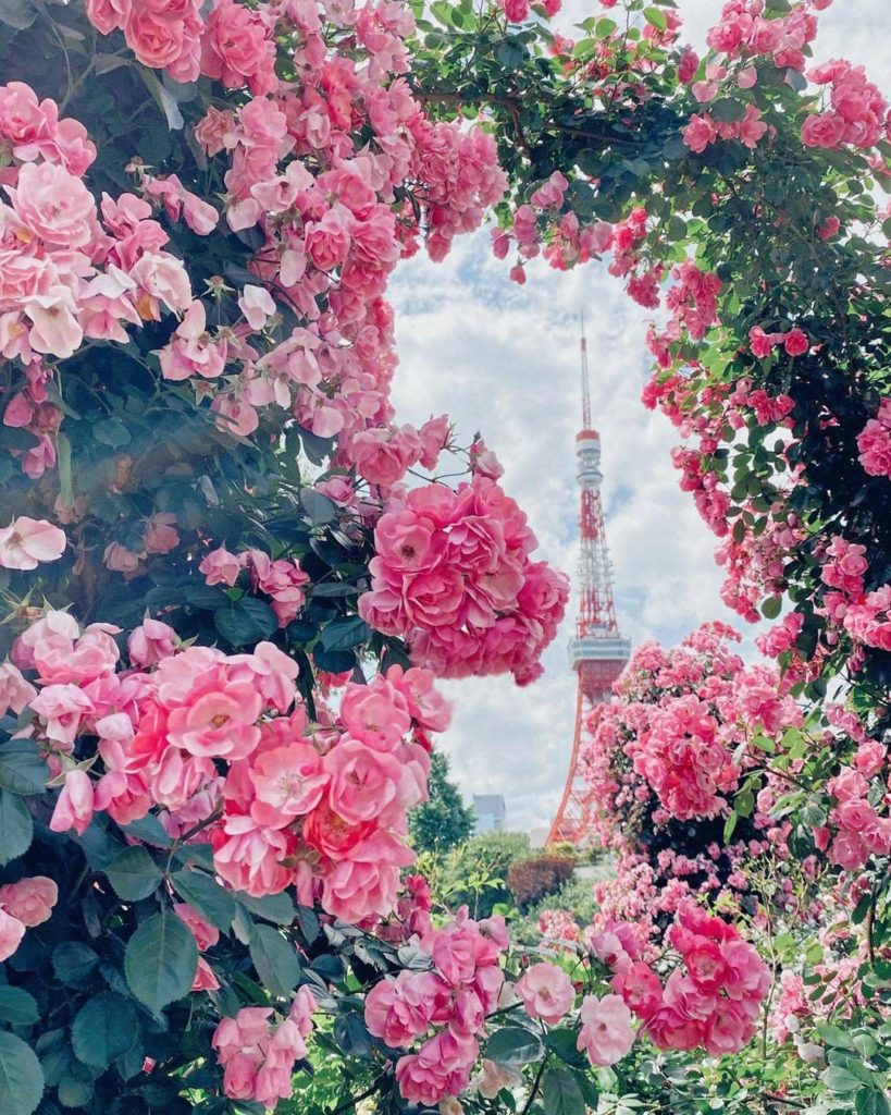 Japan Travel: The perfect vantage point for Tokyo Tower? We think this has to be it! What a d… The perfect vantage point for Tokyo Tower? We think this has to be it! What a d...