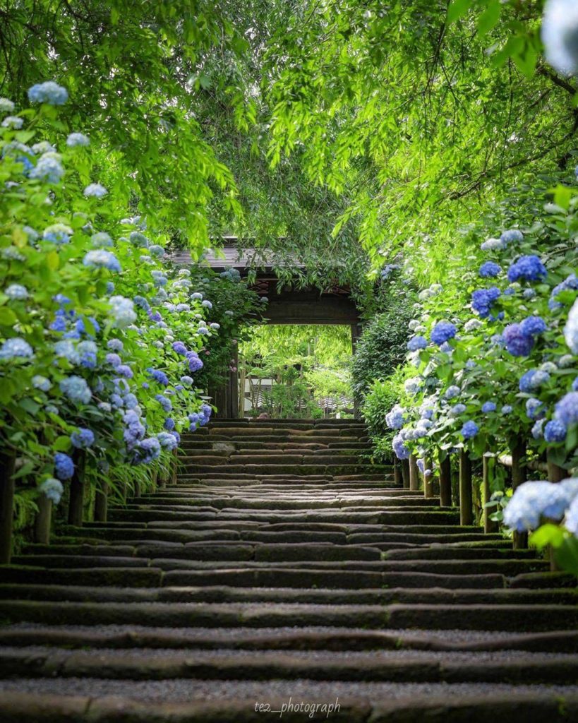 Kamakura's Meigetsu-in Temple is often nicknamed the ajisai (hydrangea) temple, ...