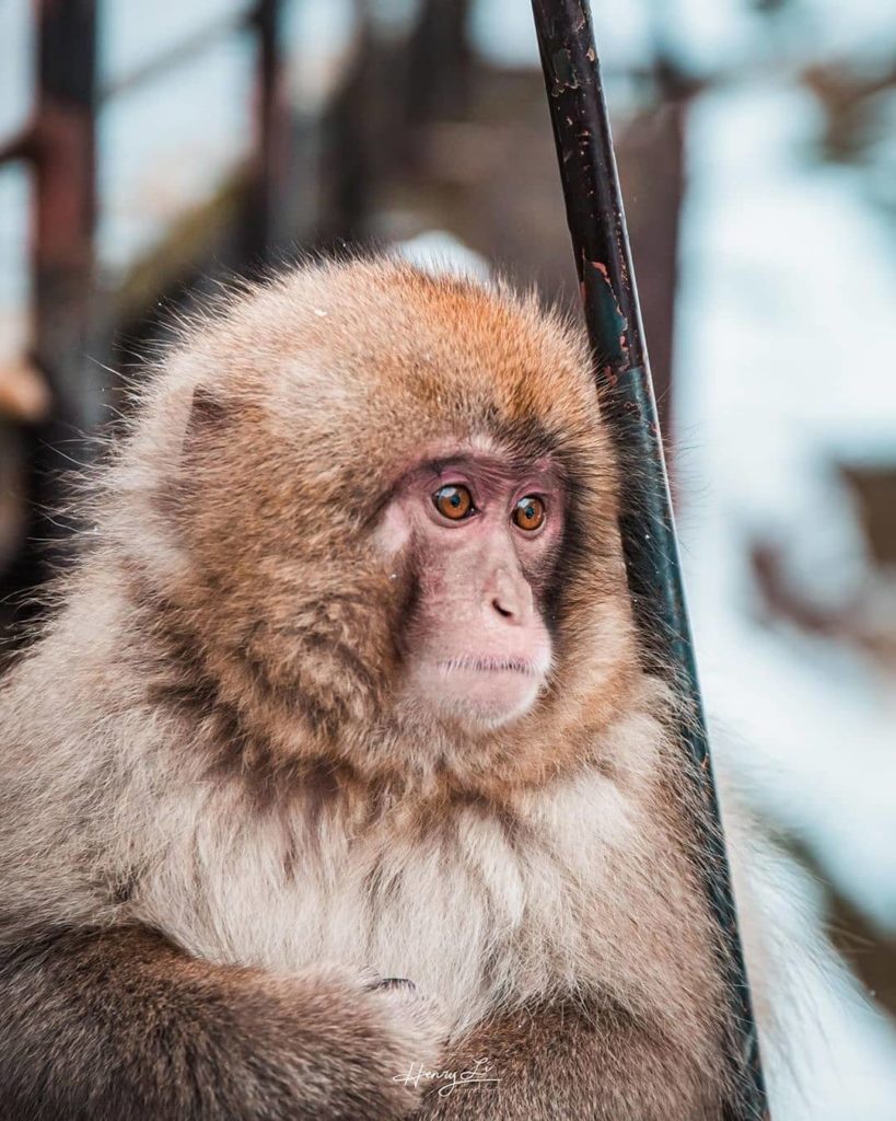 Native to Japan, the Japanese macaque can be spotted in Jigokudani Monkey Park i...