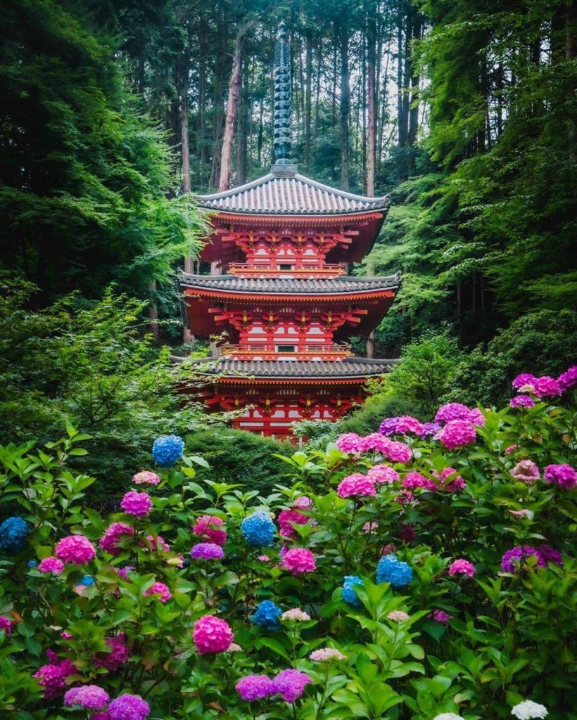 Japan Travel: More hydrangea love today! Gansenji Temple in Kyoto certainly pulls out all the… More hydrangea love today! Gansenji Temple in Kyoto certainly pulls out all the...