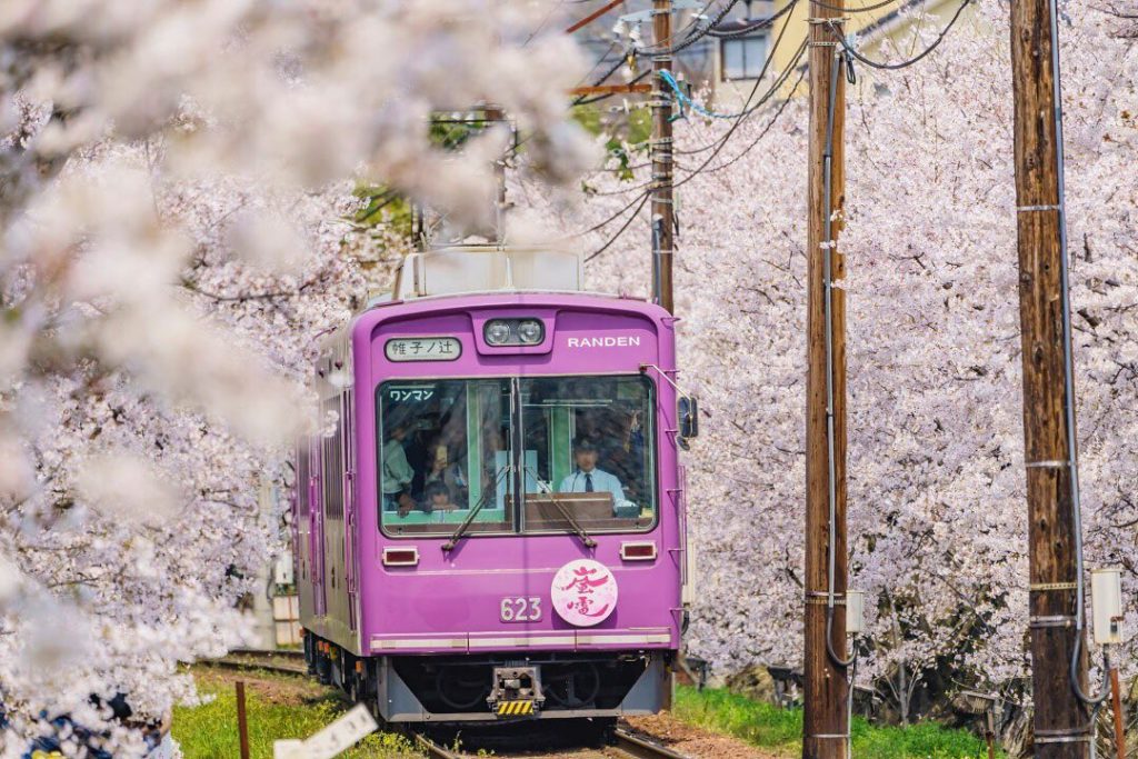The nostalgic Randen train runs through the heart of Kyoto and in the spring, ch...