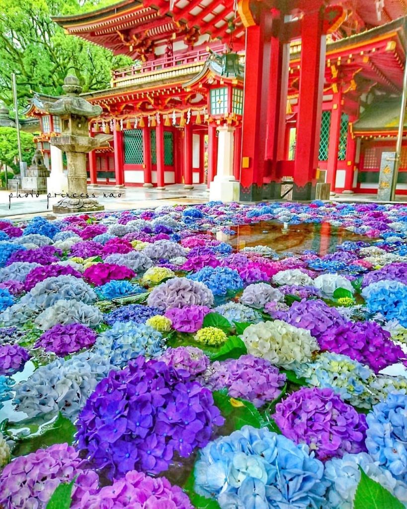 We’re riding the hydrangea train for as long as we can!  Fukuoka’s Dazaifu Tenma...