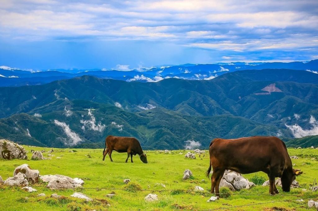 Need some relaxing scenery for your time at home? Shikoku Karst in Ehime and Koc...