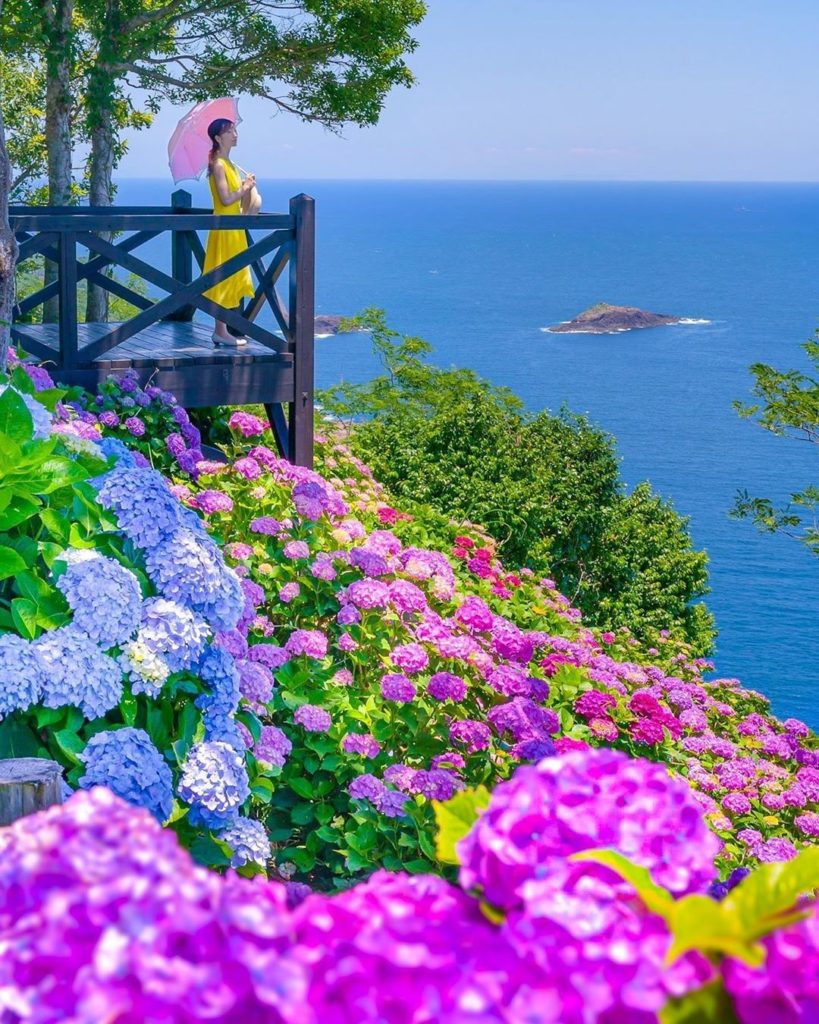 Experience the best of both worlds with a stunning view of blossoming hydrangeas...