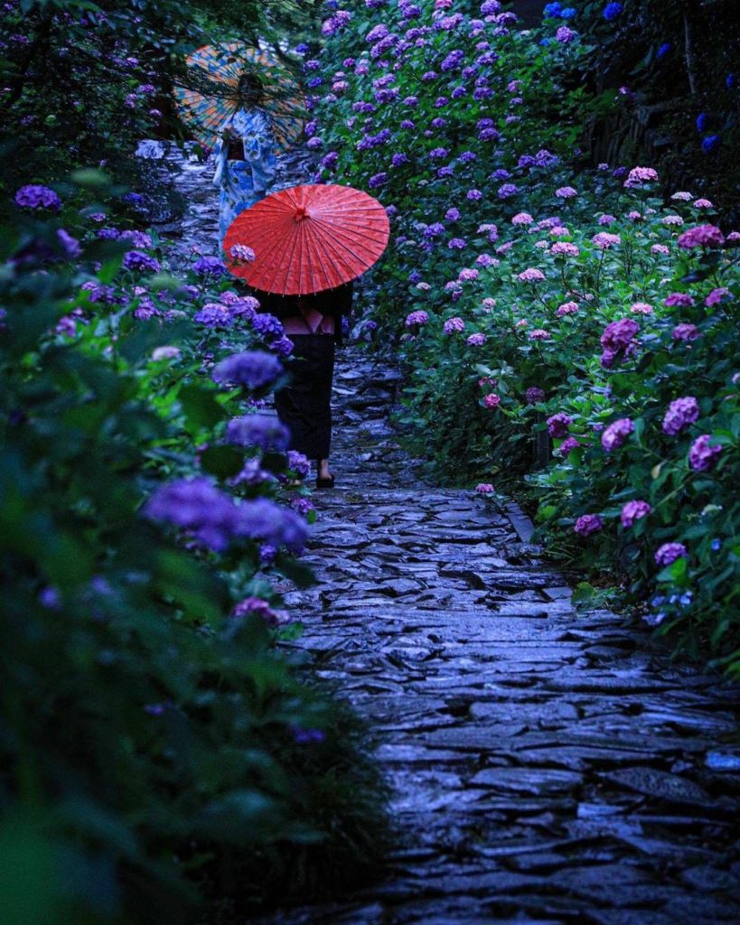 Honkoji Temple in Aichi Prefecture often gets the name of the "Temple of Hydrang...