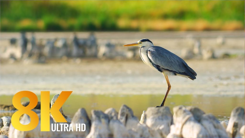 Amazing African Birds and Waterfowl of Vermont Salt Pan, Western Cape - 8K Wildlife Nature Film