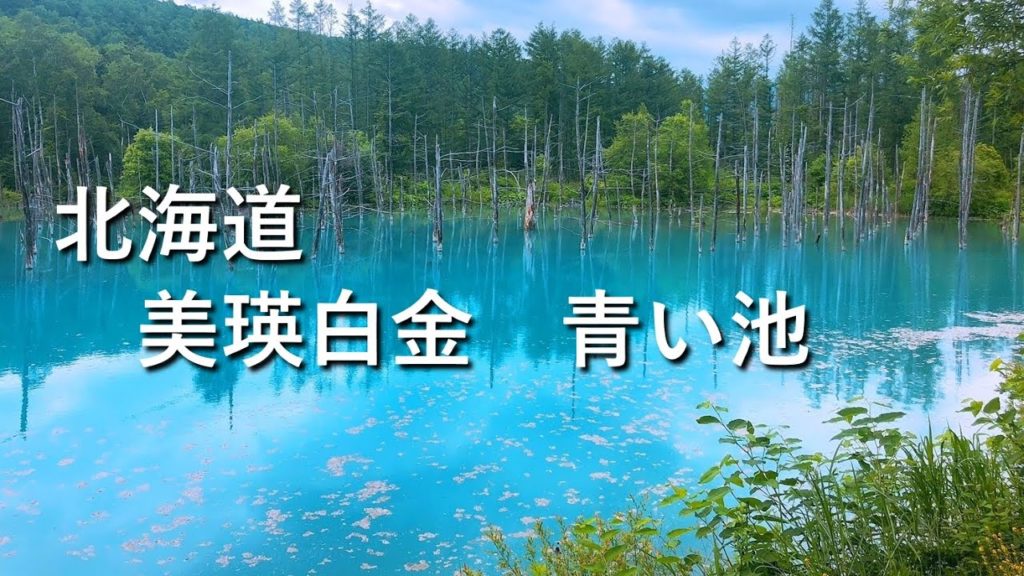 【北海道】美瑛 白金 青い池 2019062902 Hokkaido biei bluepond 【北海道】美瑛 白金 青い池 2019062902 Hokkaido biei bluepond