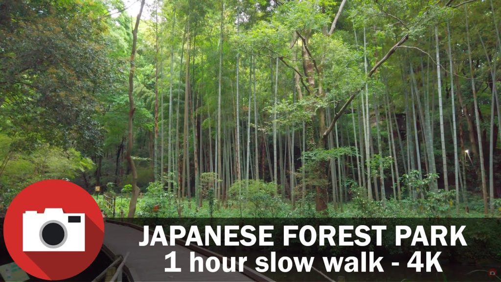 4K - One Hour Walk in a Japanese Forest Park - Slow TV - Nature relaxing video