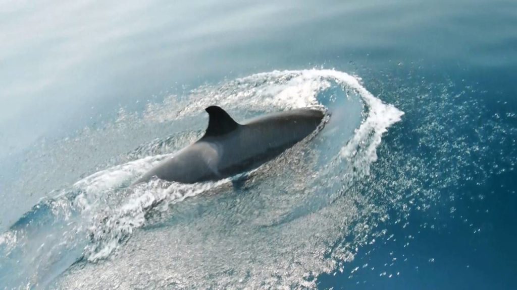 Killer whale in Rausu Hokkaido Japan-1