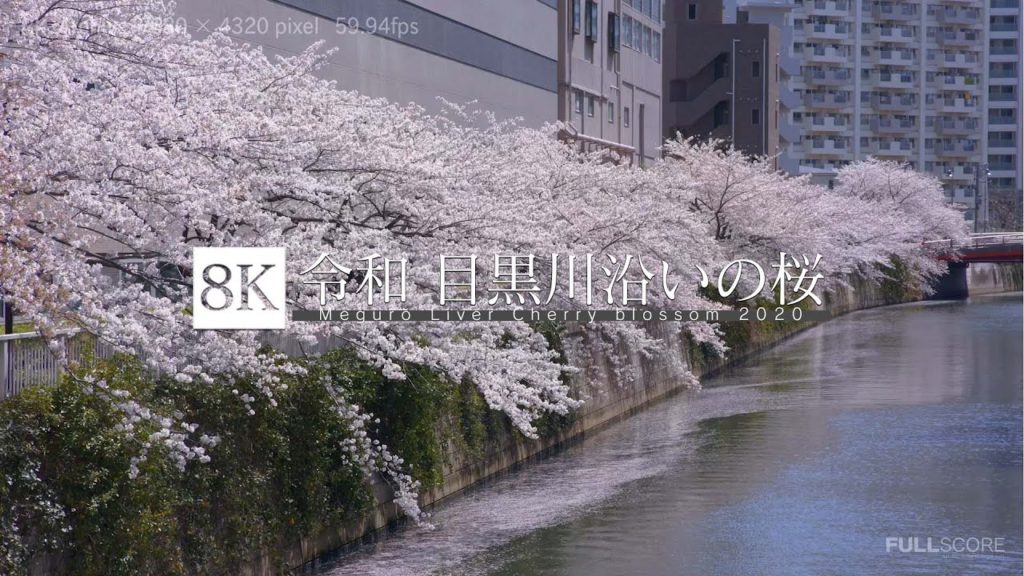 [8K footage] Meguro River Cherry blossom 2020【令和 目黒川沿いの桜_8K】